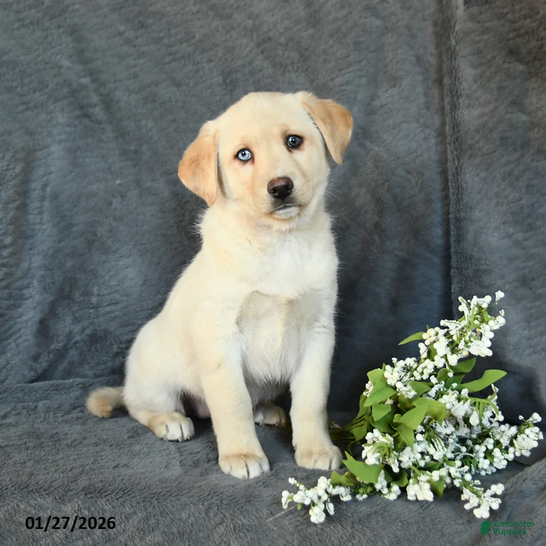 Mixed Breed dogs for sale: Flower - Ad 2