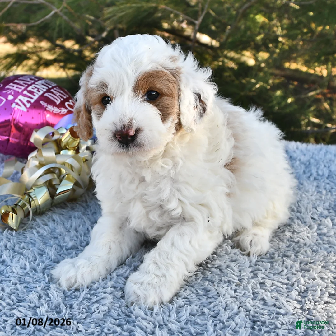 Mini Goldendoodle dogs for sale: Piper - Ad 10