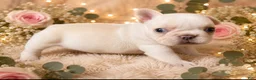 French Bulldog dogs for sale: French Bulldog Puppy 3 - Ad 1