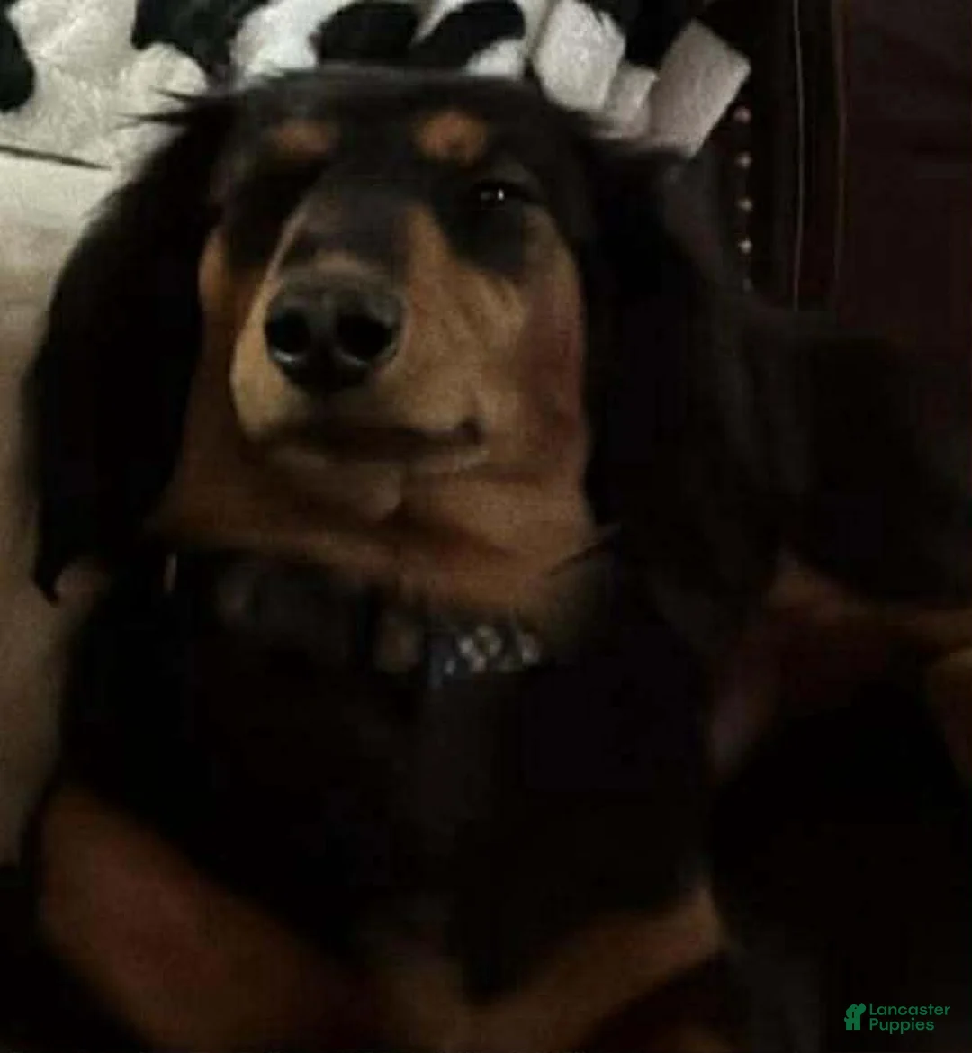 Dachshund dogs for sale: Dachshund Puppy 1 - Ad 2