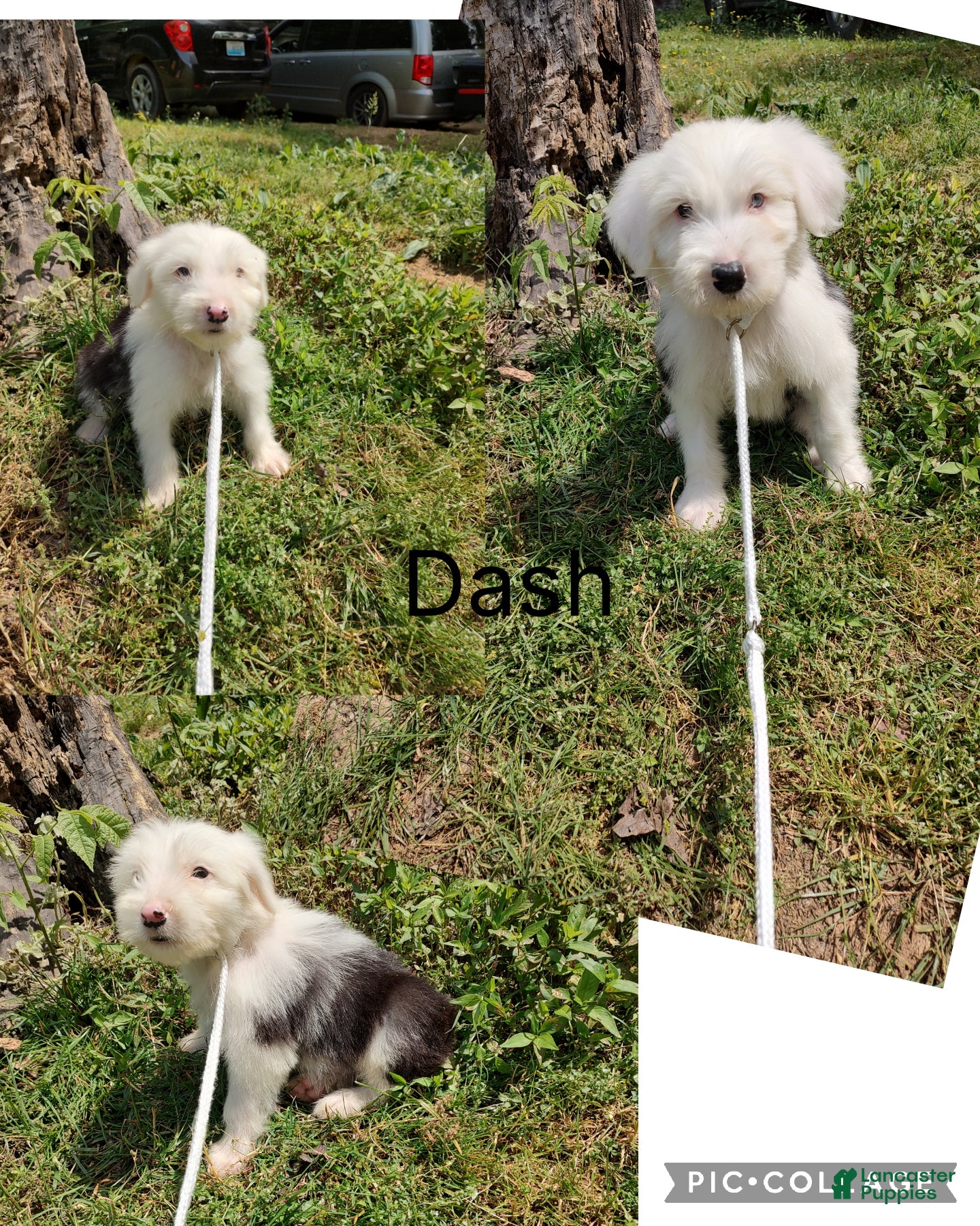 Old English Sheepdog dogs Old English Sheepdog Dash - Ad 1