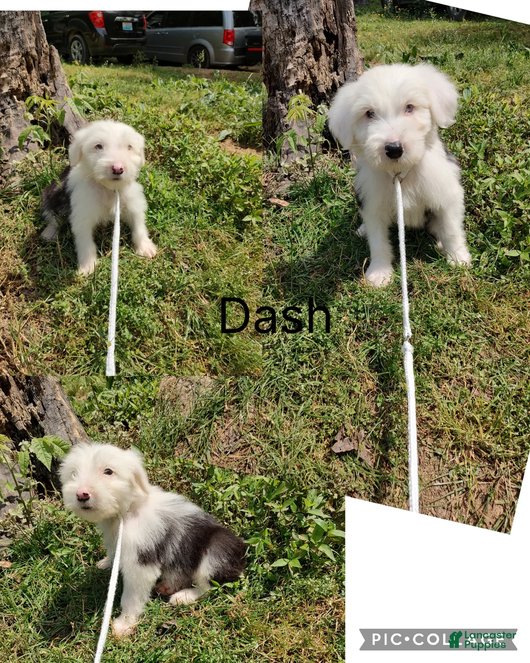 Old English Sheepdog dogs for sale: Old English Sheepdog Dash - Ad 1