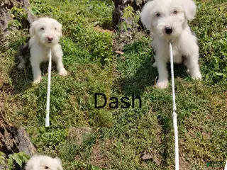 Old English Sheepdog dogs for sale: Old English Sheepdog Dash - Ad 1