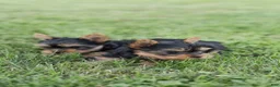 Yorkshire Terrier dogs for sale: Jasper - Ad 10