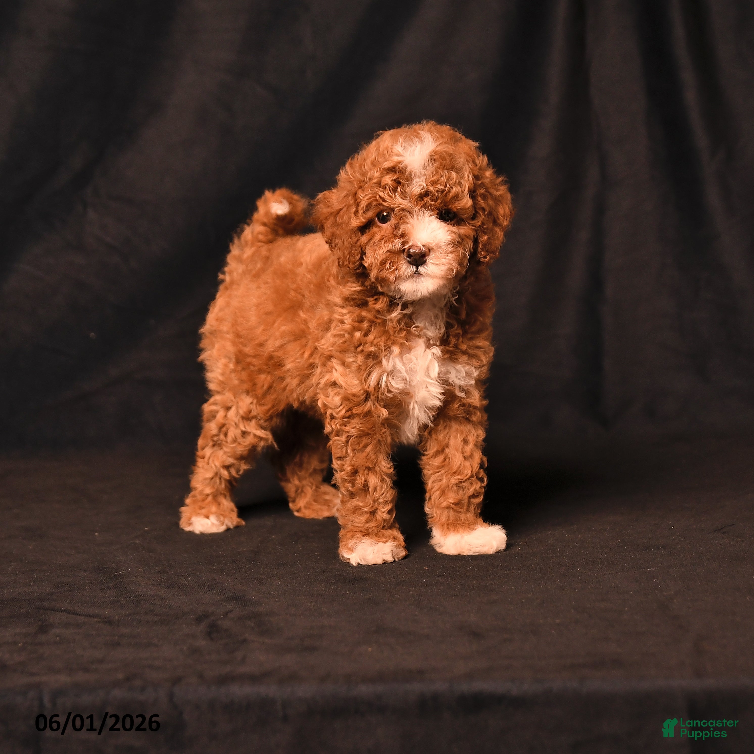 Toy Poodle dogs Dallas - Ad 1