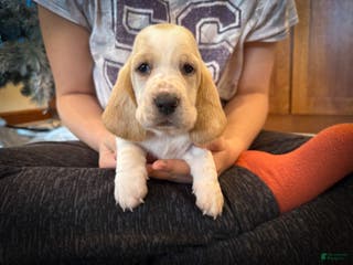 Basset Hound dogs Dutchess - Ad 10