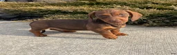 Miniature Dachshund dogs for sale: Davy - Ad 16