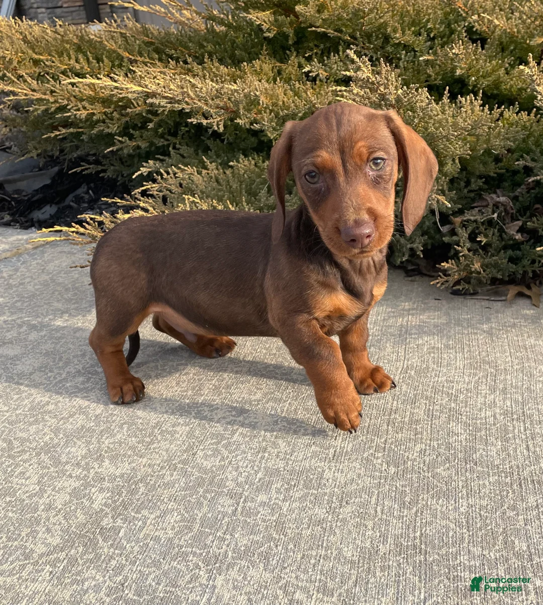 Miniature Dachshund dogs for sale: Davy - Ad 16