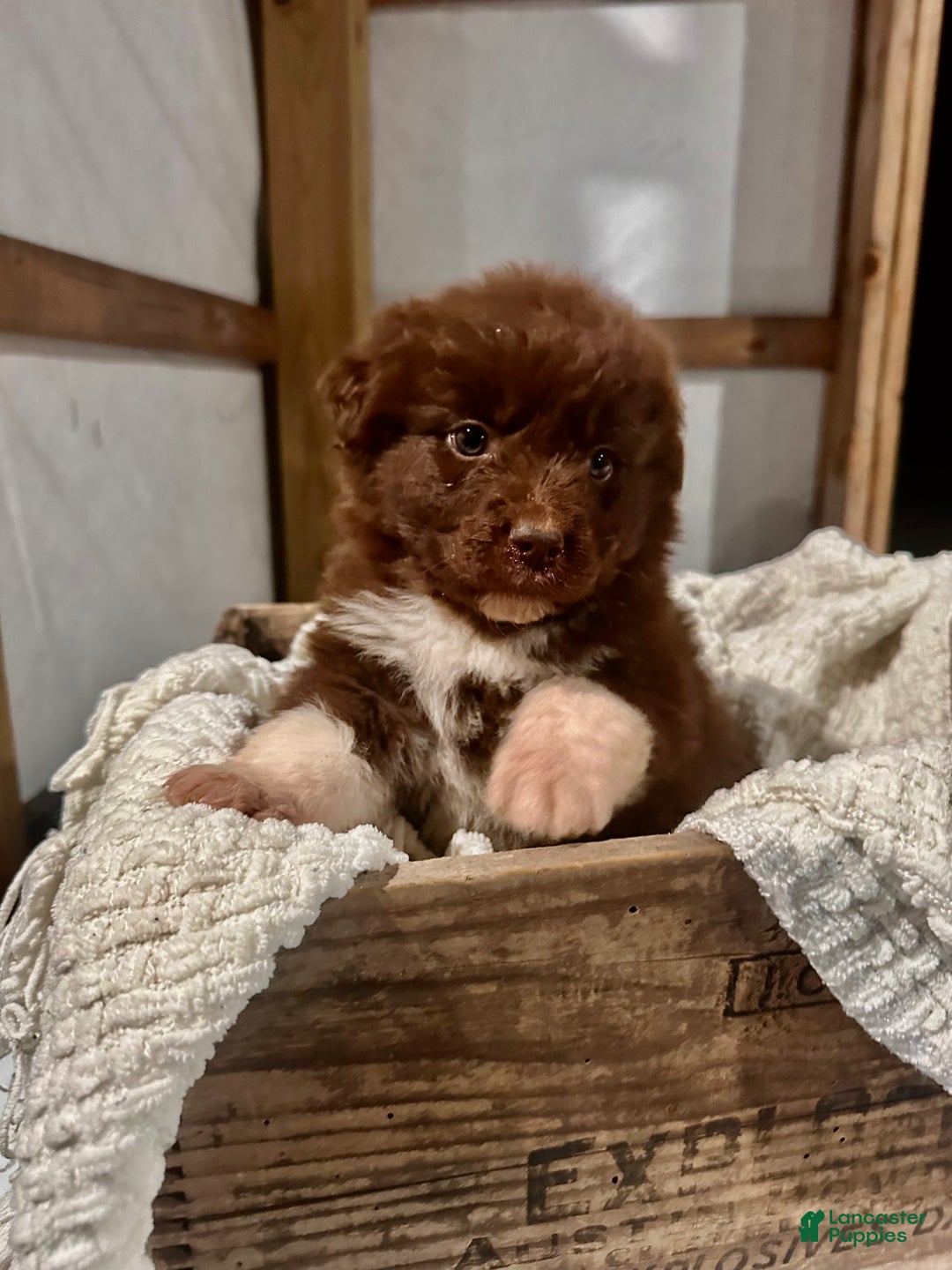 Aussiedoodle dogs for sale: Chunker - Ad 9