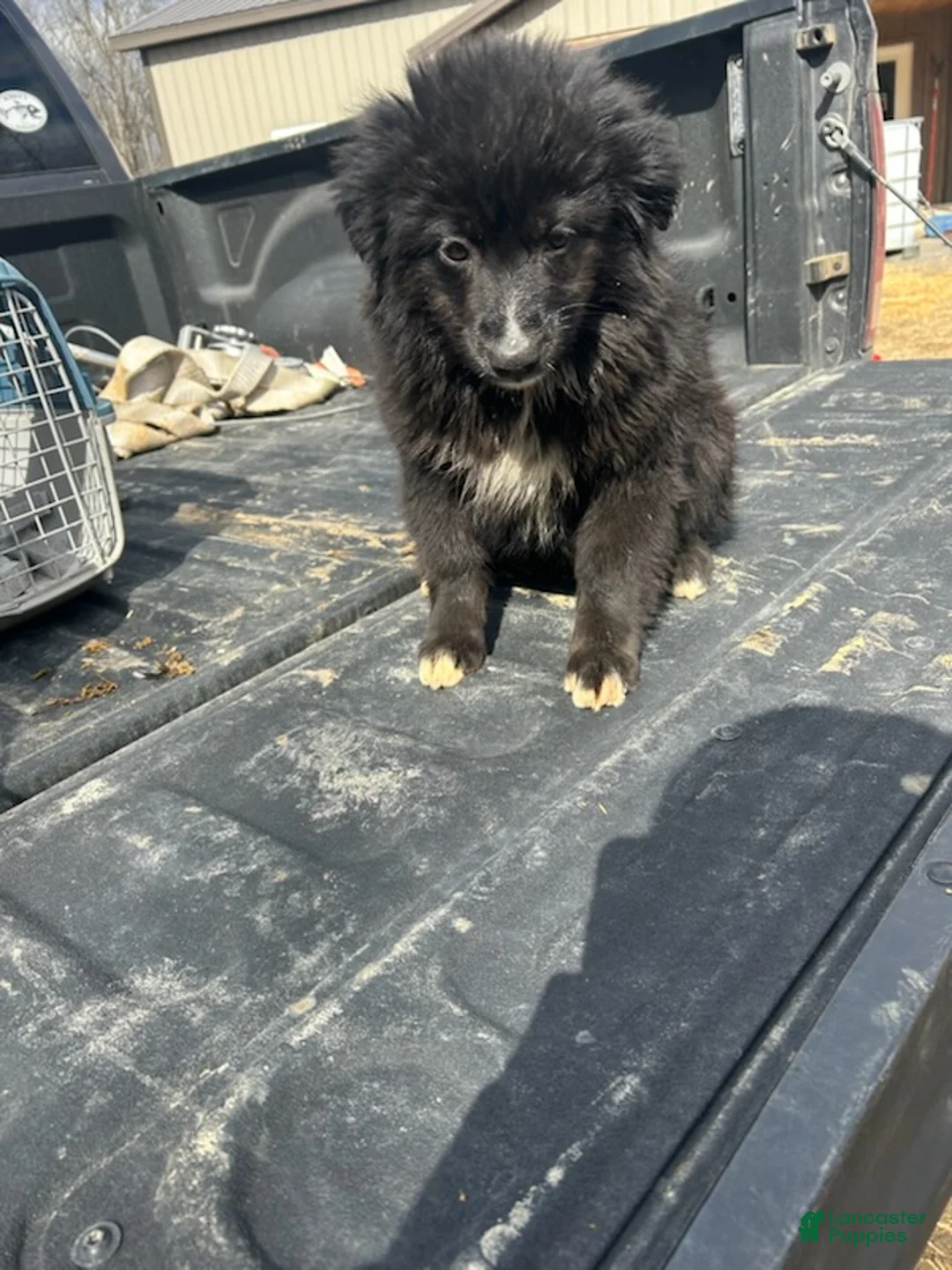 Australian Shepherd dogs for sale: Lady - Ad 3