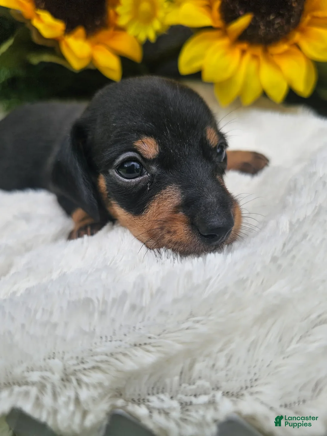 Dachshund dogs for sale: Charlie - Ad 5