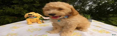Goldendoodle 3 Dailey