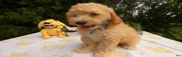 Mini Goldendoodle dogs for sale: Goldendoodle 3 Dailey - Ad 1