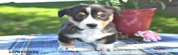 Welsh Corgi Pembroke dogs for sale: Casper - Ad 3