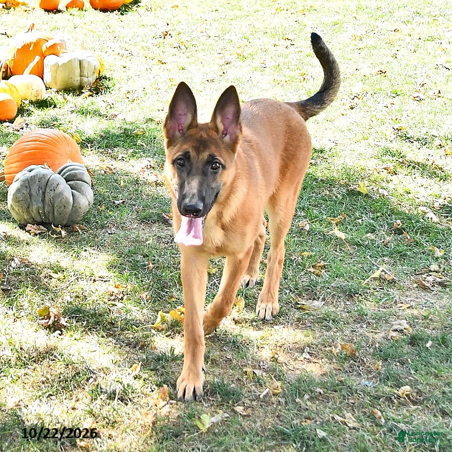 Mixed Breed dogs Adora - Ad 1
