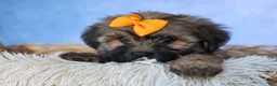 Shorkie dogs for sale: SUE - Ad 4