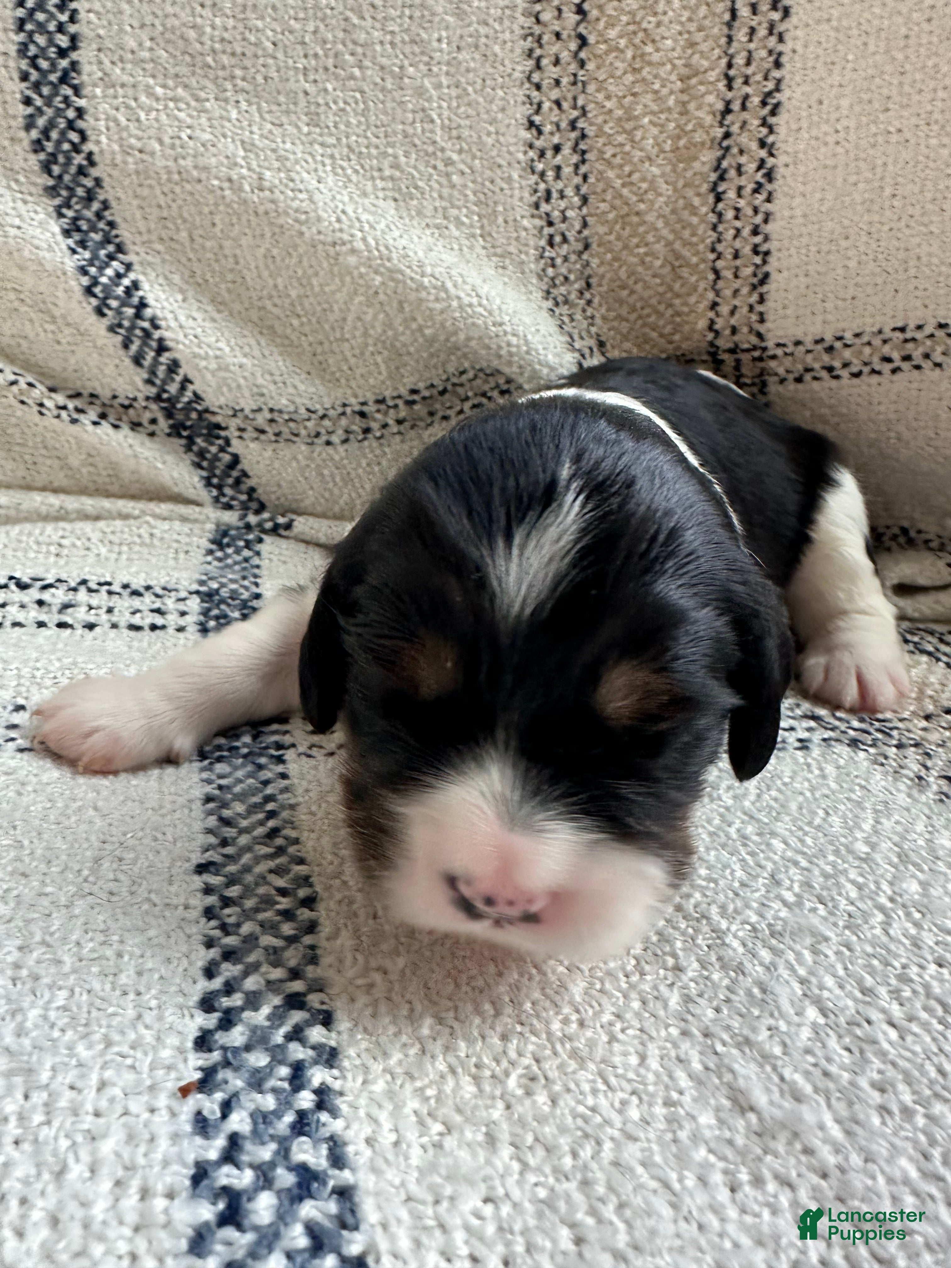 Miniature Bernese Mountain Dog dogs Miniature Bernese Mountain Dog Puppy 2 - Ad 2