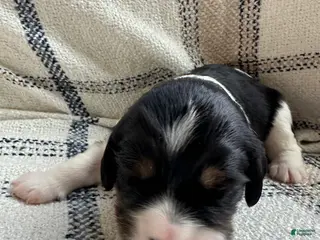 Miniature Bernese Mountain Dog dogs Miniature Bernese Mountain Dog Puppy 2 - Ad 2