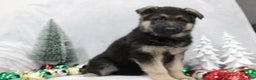 German Shepherd dogs for sale: Aspen - Ad 1