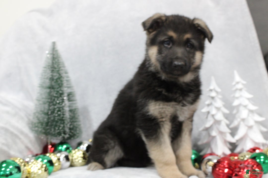 German Shepherd dogs for sale: Aspen - Ad 1