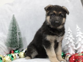 German Shepherd dogs German Shepherd Puppy 1 - Ad 4