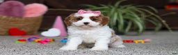 Cavapoo dogs for sale: Lucy - Ad 6