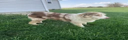 Australian Shepherd dogs for sale: Pumpkin (AKC) - Ad 6