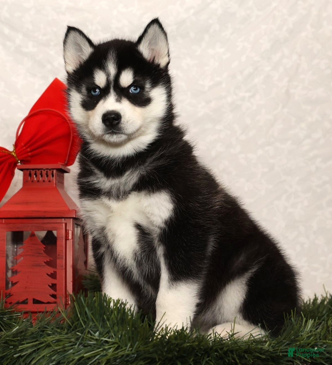 Siberian Husky dogs for sale: Megan - Ad 1