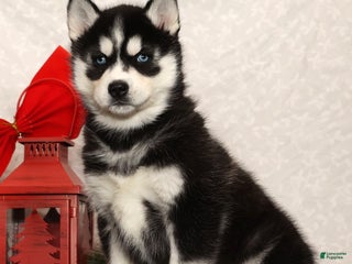 Siberian Husky dogs Megan - Ad 2