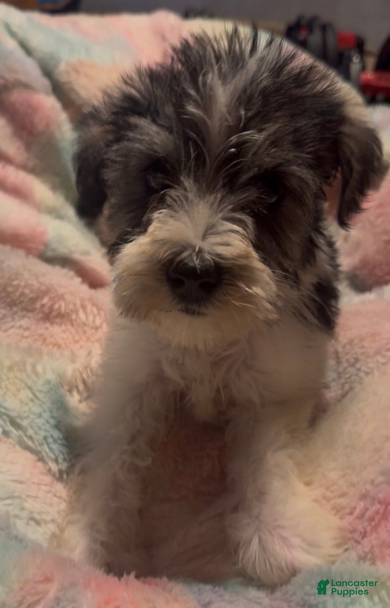 Miniature Schnauzer dogs Boy Blue - Ad 16