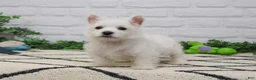 West Highland Terrier dogs for sale: Oscar  - Ad 7