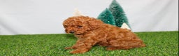 Toy Poodle dogs for sale: AKC Baxter (tiny) - Ad 2