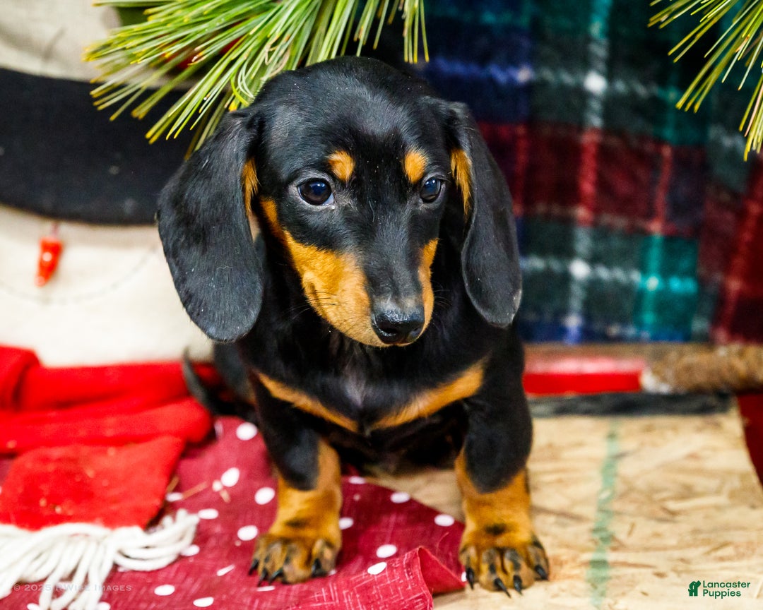 Miniature Dachshund dogs for sale: Roger - Ad 5