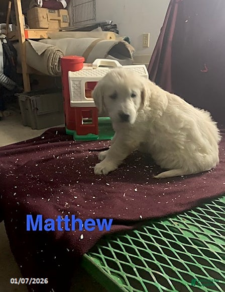 Golden Retriever dogs Matthew - Ad 17