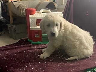 Golden Retriever dogs Matthew - Ad 42