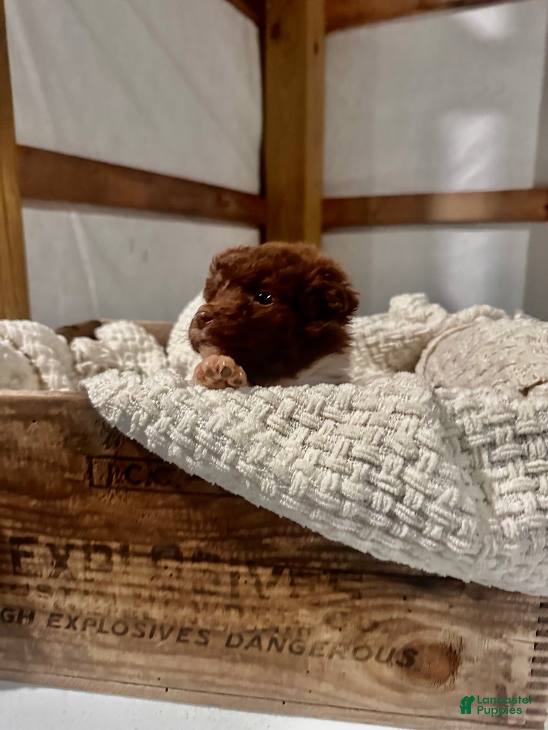 Aussiedoodle dogs for sale: Butter Ball - Ad 3