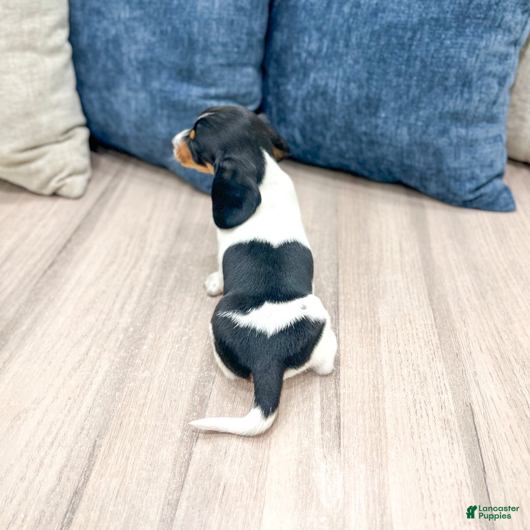 Miniature Dachshund dogs for sale: Bella - Ad 5