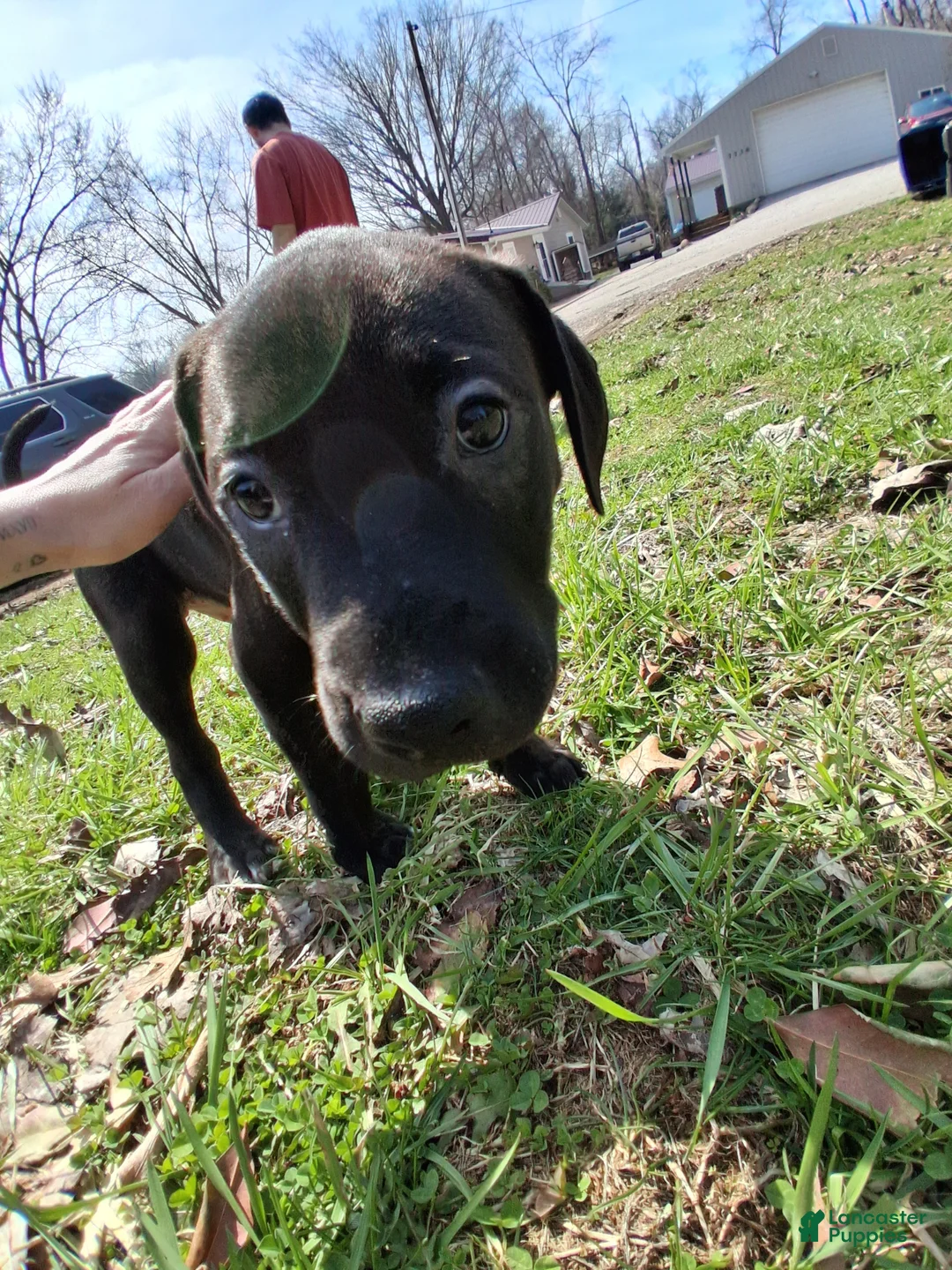 Mixed Breed dogs for sale: Campbell  - Ad 6