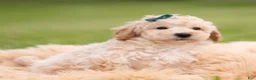 Mini Goldendoodle dogs for sale: Nugget - Ad 5