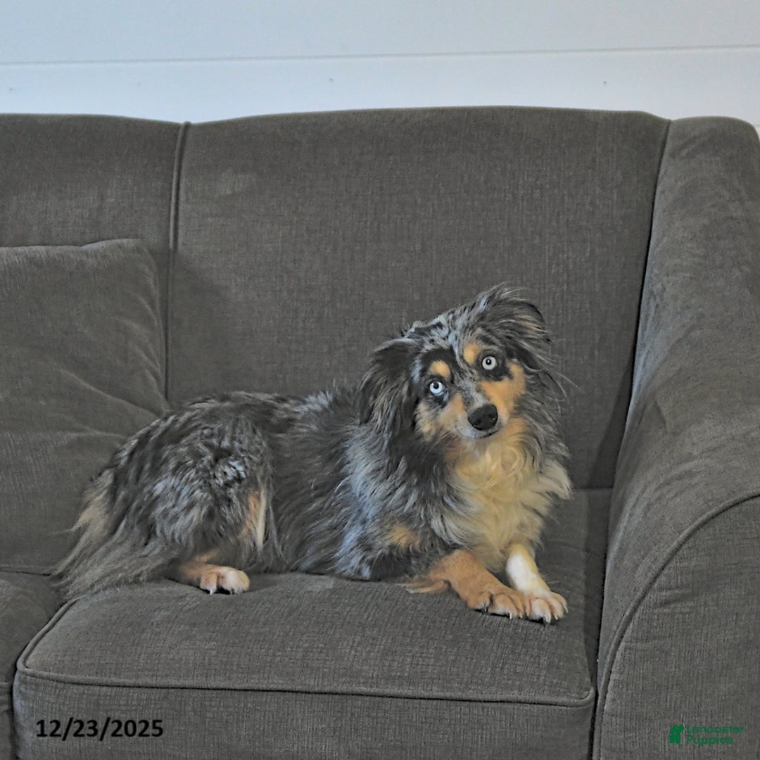 Miniature Australian Shepherd dogs for sale: Miley - Ad 6
