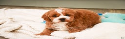 Cavapoo dogs for sale: Kohen - Ad 9