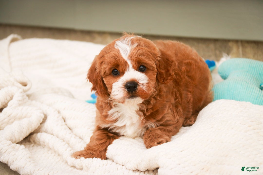 Cavapoo dogs for sale: Kohen - Ad 9