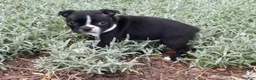 Boston Terrier dogs for sale: Lilly - Ad 2
