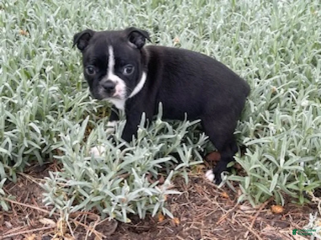 Boston Terrier dogs for sale: Lilly - Ad 2
