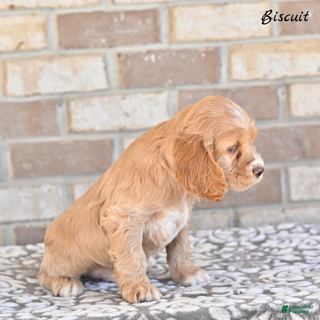 Cocker Spaniel dogs for sale: Biscuit  - Ad 5