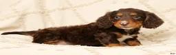 Miniature Dachshund dogs for sale: Finn - Ad 1