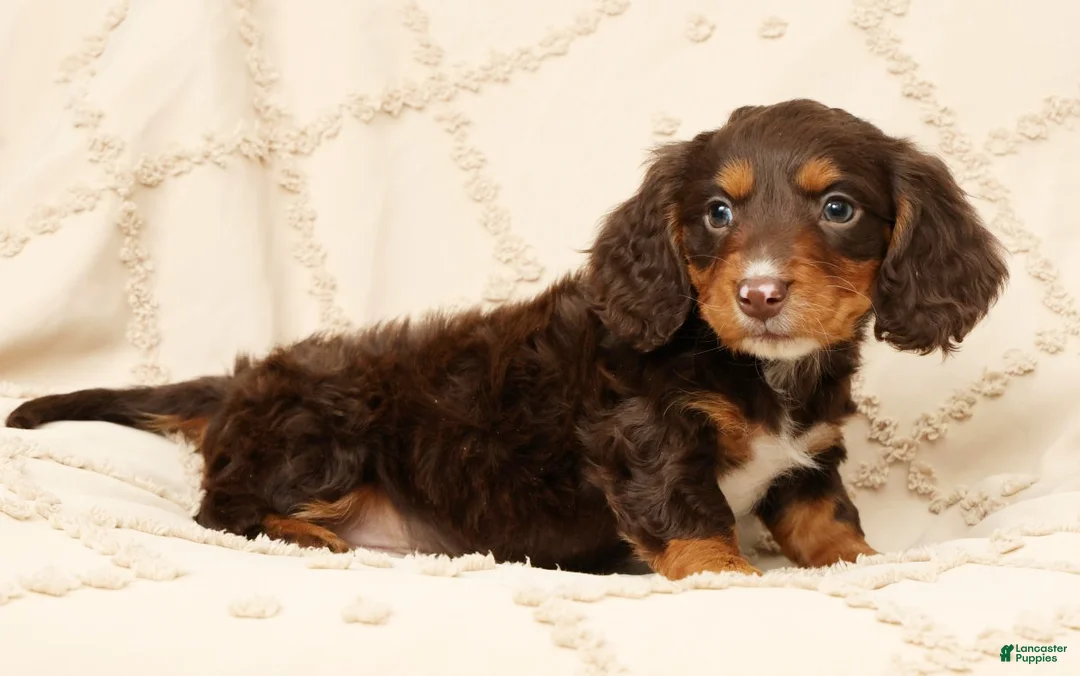 Miniature Dachshund dogs for sale: Finn - Ad 1