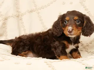 Miniature Dachshund dogs for sale: Finn - Ad 1