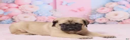 English Mastiff dogs for sale: Dexter - Ad 4