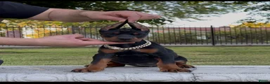 Oaxana _ Sold
